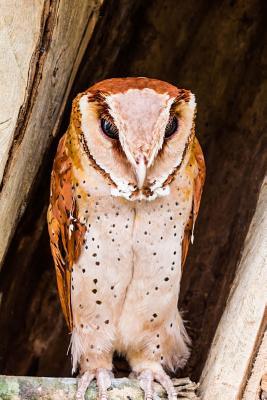 Read online Oriental Bay Owl Journal: 150 Page Lined Notebook/Diary - NOT A BOOK | ePub