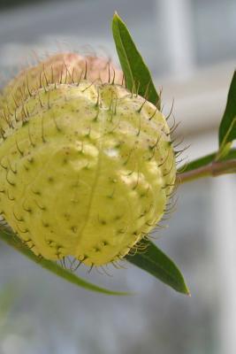 Read A Balloon Plant, for the Love of Nature: Blank 150 Page Lined Journal for Your Thoughts, Ideas, and Inspiration - NOT A BOOK file in ePub