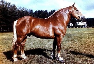 Read online Heavy Horses 10 Louis the Lithuanian Heavy Horse - Amanda Thomas file in ePub