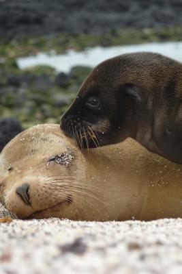 Download Adorable Seals Animal Journal: 150 Page Lined Notebook/Diary - NOT A BOOK file in PDF