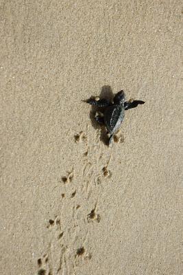 Read Baby Sea Turtle on the Move Journal: 150 Page Lined Notebook/Diary - NOT A BOOK file in PDF