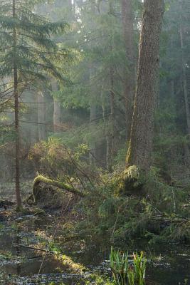 Download Bialowieza Forest Riparian Stand in the Morning Journal: 150 Page Lined Notebook/Diary - NOT A BOOK file in PDF