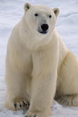 Download Say Hello to the Polar Bear Journal: 150 Page Lined Notebook/Diary - NOT A BOOK | PDF