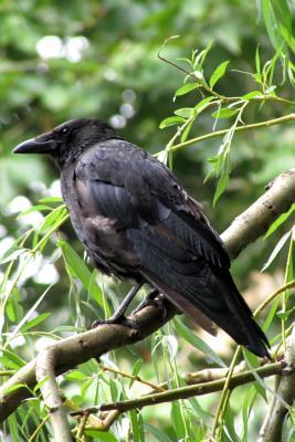 Read online Raven Bird Journal: 150 Page Lined Notebook/Diary - NOT A BOOK | PDF