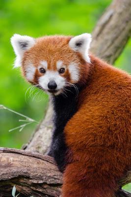 Download Adorable Red Panda Journal: 150 Page Lined Notebook/Diary - NOT A BOOK | ePub