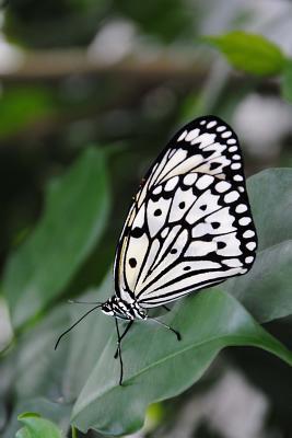 Download A Black and White Butterly Butterfly House Burggarten Vienna Austria Journal: 150 Page Lined Notebook/Diary - NOT A BOOK | PDF