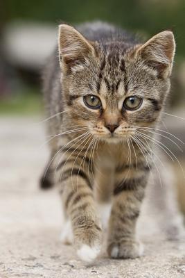 Read online Sweetest Little Tabby Kitten on an Adventure Journal: 150 Page Lined Notebook/Diary - NOT A BOOK file in PDF