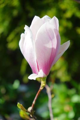 Read online Pretty Pink Magnolia Blossom in the Spring Journal: 150 Page Lined Notebook/Diary - NOT A BOOK | ePub