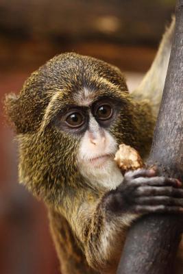 Read online Say Hello to the Monkey Journal: 150 Page Lined Notebook/Diary - NOT A BOOK file in ePub