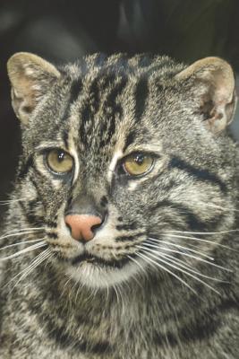 Read online Fishing Cat Portrait Journal: 150 Page Lined Notebook/Diary - NOT A BOOK | PDF