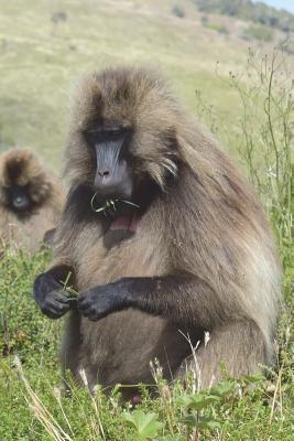 Download Portrait of a Gelada Journal: 150 Page Lined Notebook/Diary - NOT A BOOK | PDF