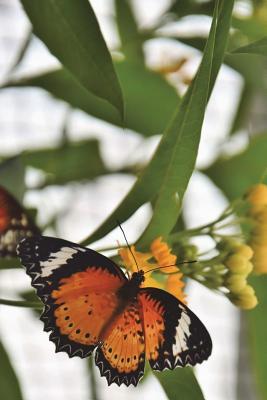 Read online Painted Lady Butterfly Journal: 150 Page Lined Notebook/Diary - NOT A BOOK | PDF