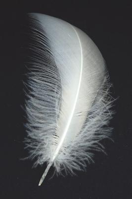 Download White Feather Journal: 150 Page Lined Notebook/Diary - NOT A BOOK | ePub