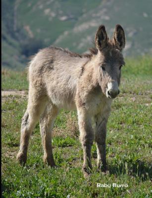 Download Baby Burro: 7.44 X 9.69 Cute Baby Burro Baby Animals Journal Wide Ruled Paper Notebook Unique Appreciation, Birthday, Christmas, Back to School Composition Notebook Gift for Students, Friends, Teachers or Artists - NOT A BOOK | ePub