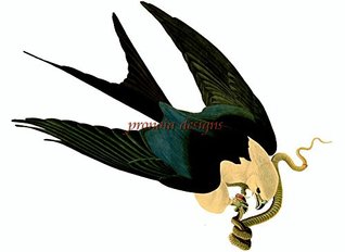 Download Counted Cross Stitch Pattern: Swallow Tailed Hawk Bird by John James Audubon - PROFESSIONALLY EDITED Image (Audubon Bird Series) - Pronoia Designs file in ePub